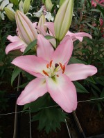 [5393 Tucson VZ No01.JPG]